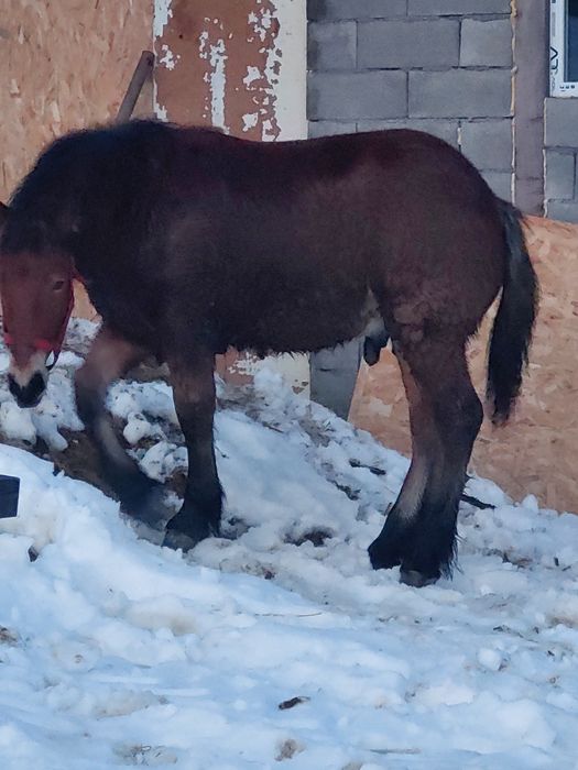 Vând mânz de 5 luni