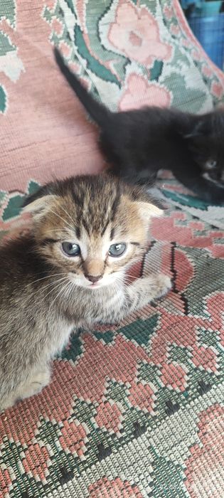 Подарим котят месячные