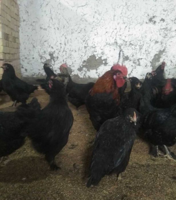 QORA tovuq TUXUMLARI sotiladi