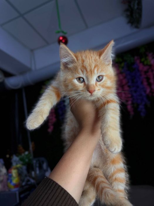 Котята британской породы продаём