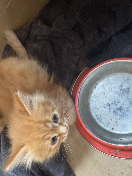 Продам котят в хорошое руки