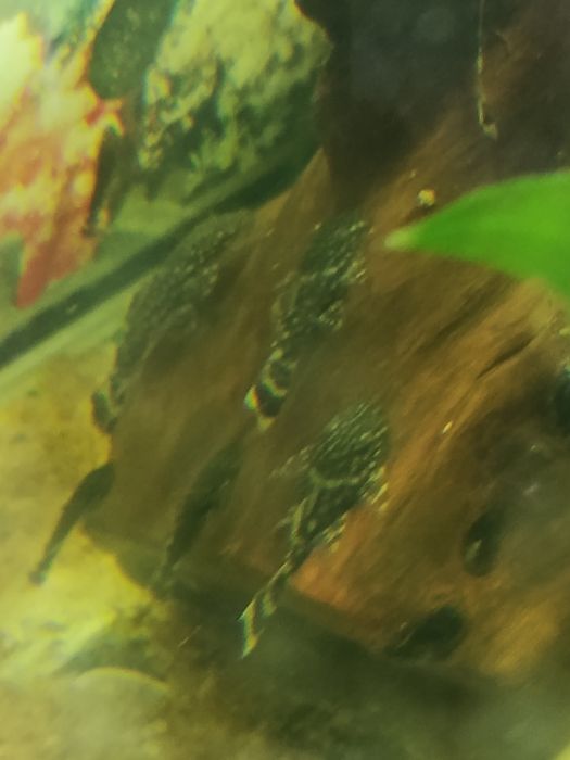 Сомики  анцитрусов по 300 т