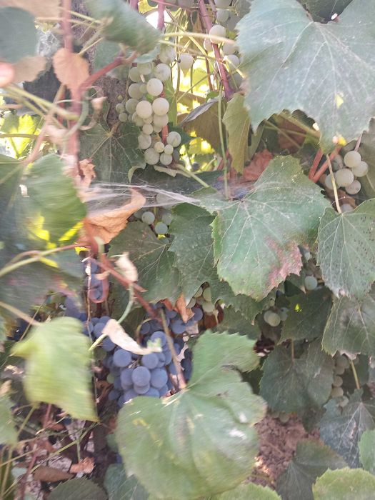 Struguri de vanzare Balana si producator amestecati