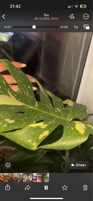 Продам монстеру Тайское Созвездие