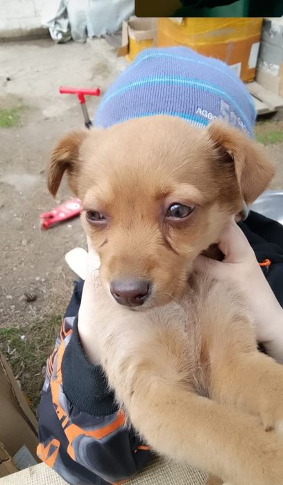 Отдам двух девочек. Приблудились, Жалко.