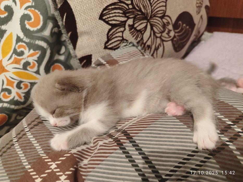 Ищу дом на постоянно