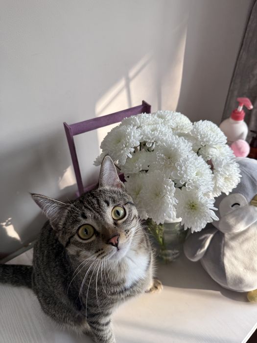 Взяка Котов)……..