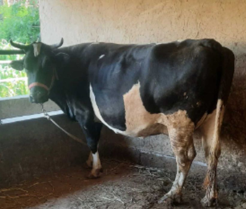 10 литр ортиқ  сут берадиган сигир