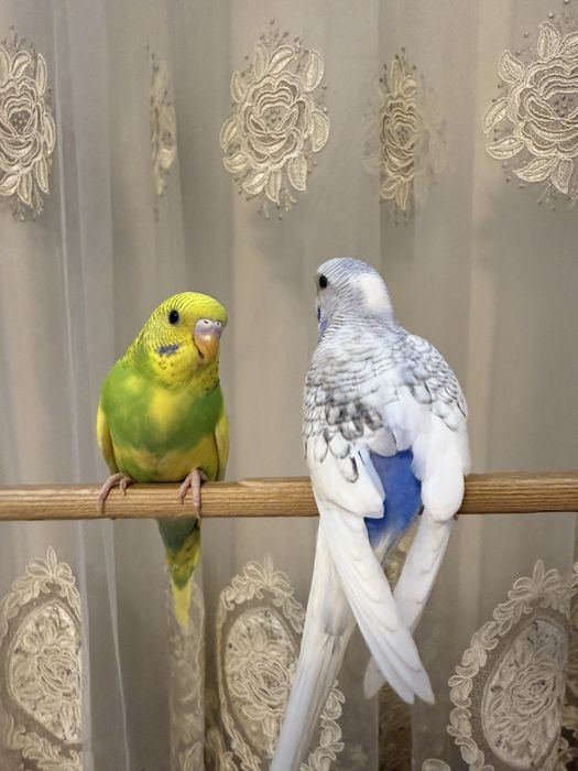 Popugay/ spengl/ volnistiy