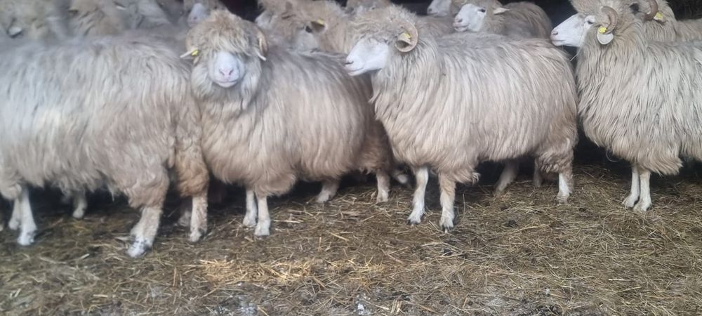 40 de oi bâle cu origine