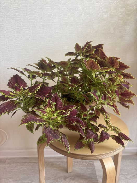 Продам комнатные цветы