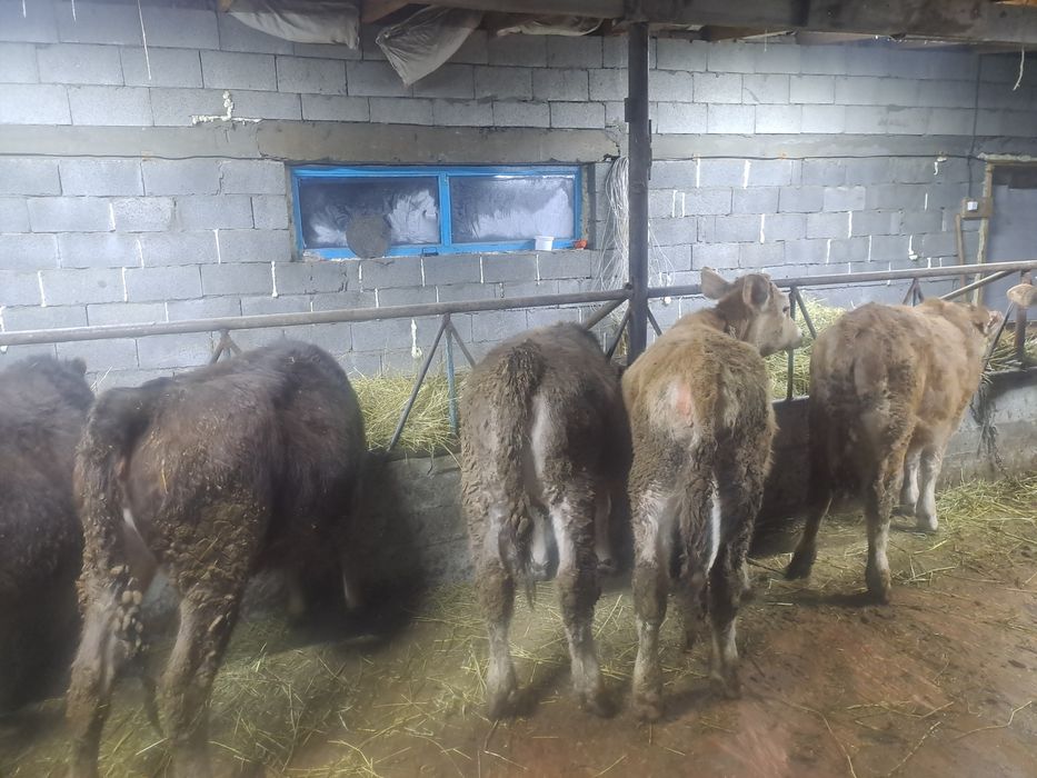 Продам телят. Тёлочки.