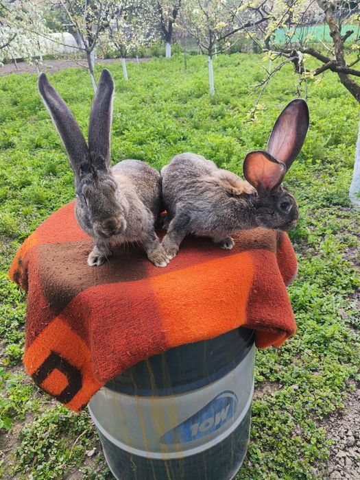 iepuri hycol francez,uriasi german