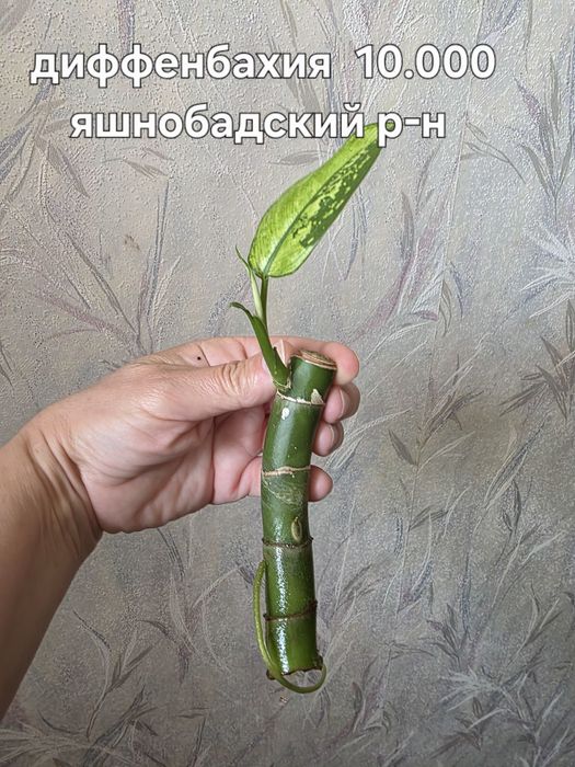 Продаю разные комнатные растения.