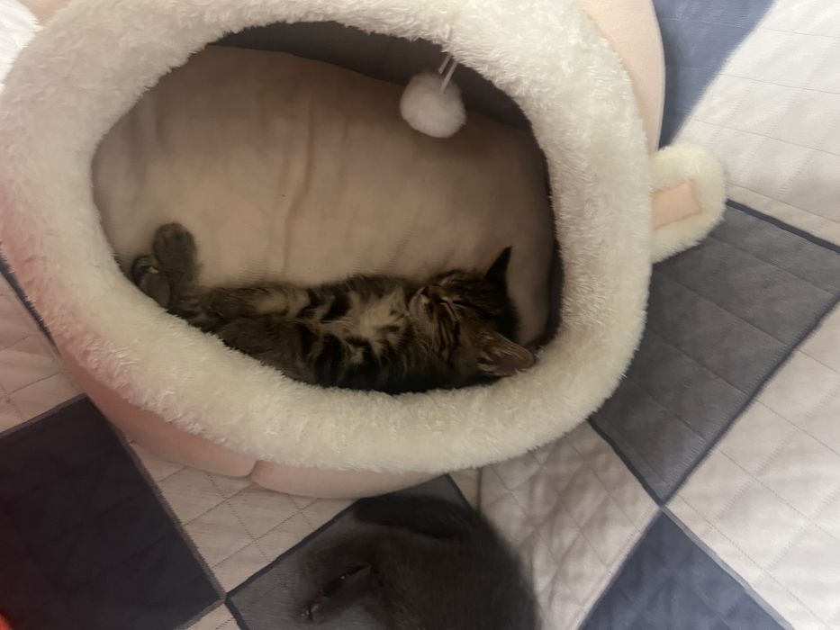 котенок, кот, котик