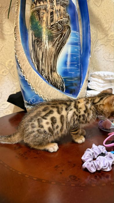 Бенгальский котенок