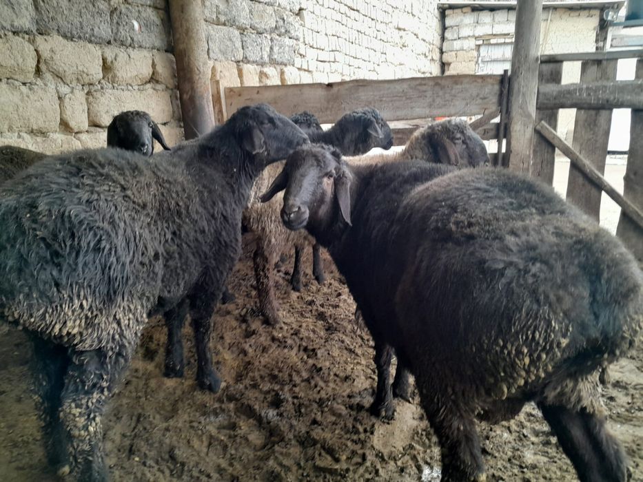 Тоқты кошкар кой