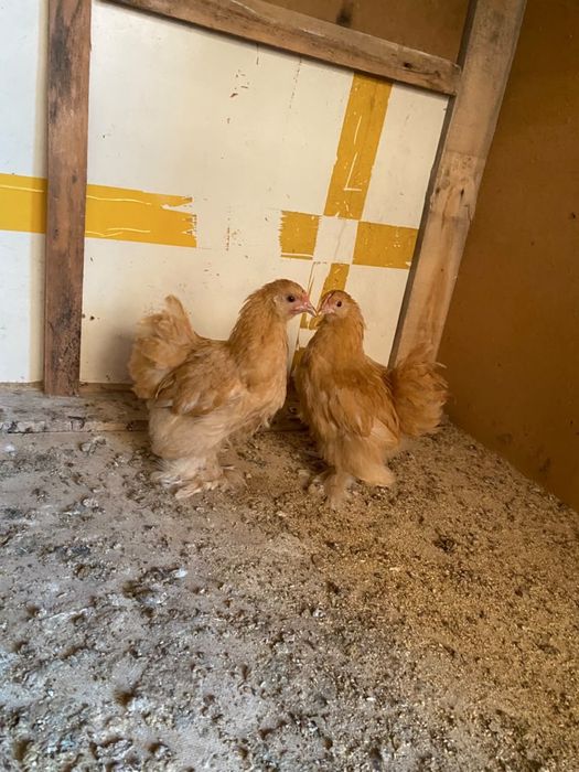 Продам цеплять кохинхин