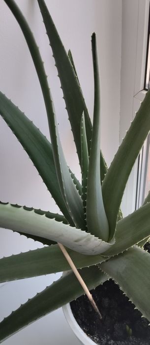 Алоэ комнатное растение