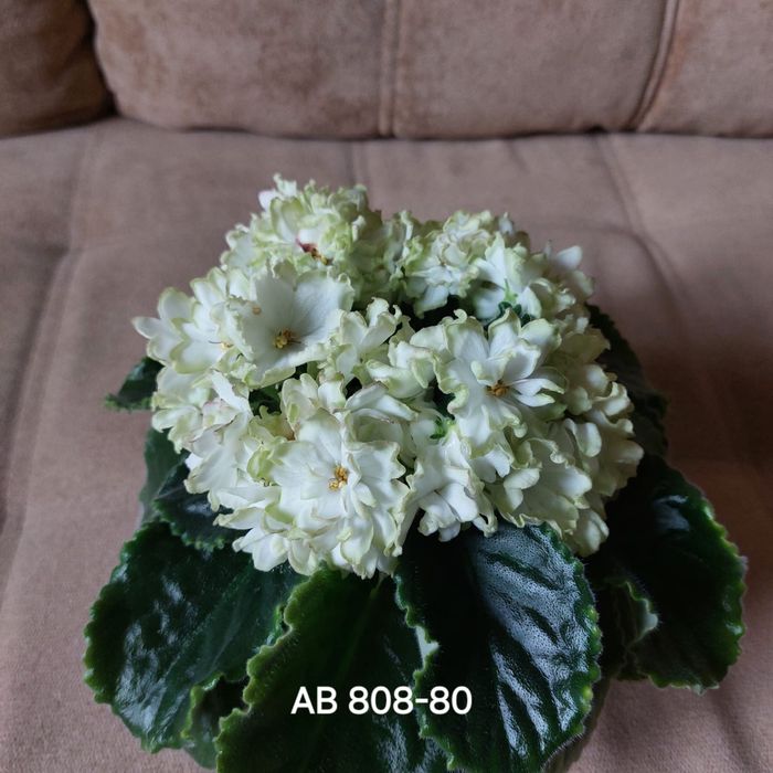 Комнатная фиалка