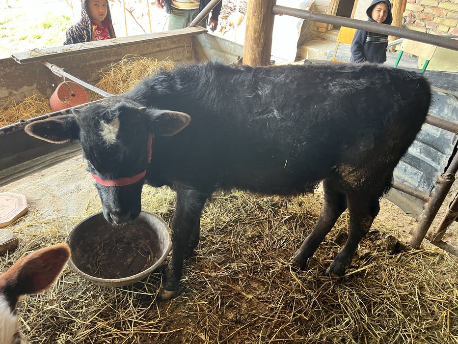 ona bola sigir sotiladi