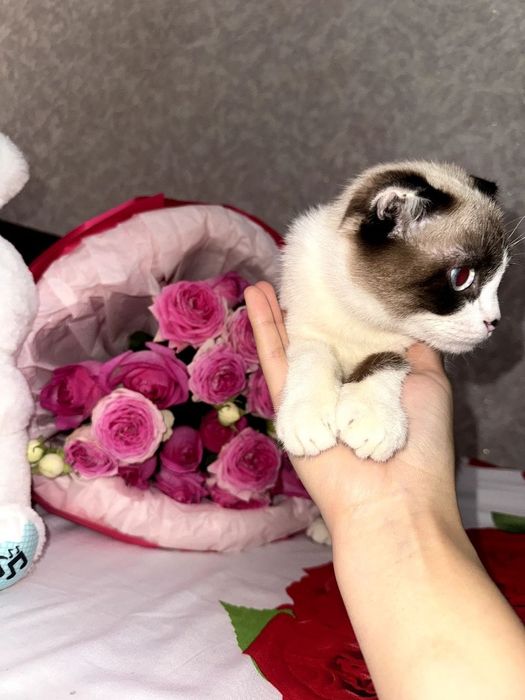 4 oylik  mushuk sotiladi