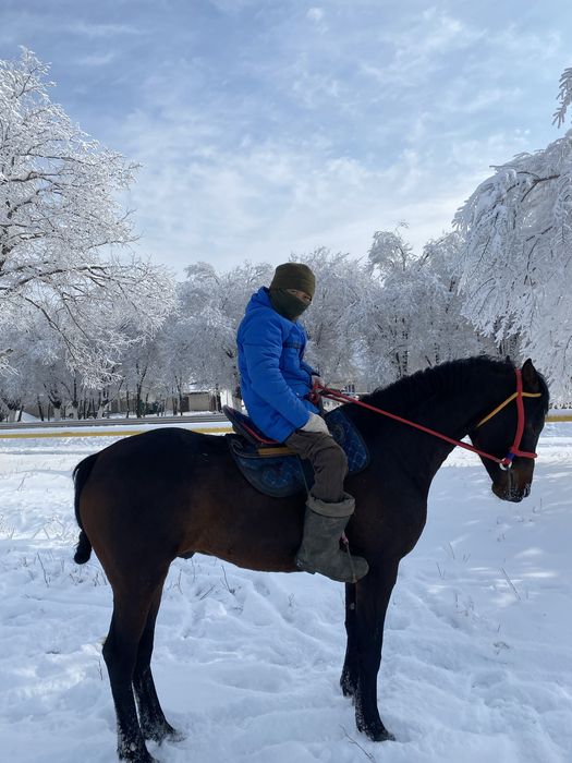 Көкпар айғыр сатылады…