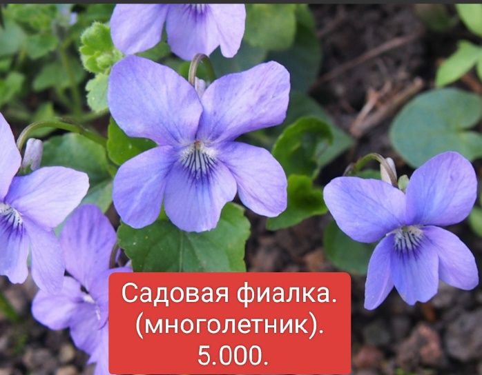 Саженцы садовых цветов и лекарственных трав.