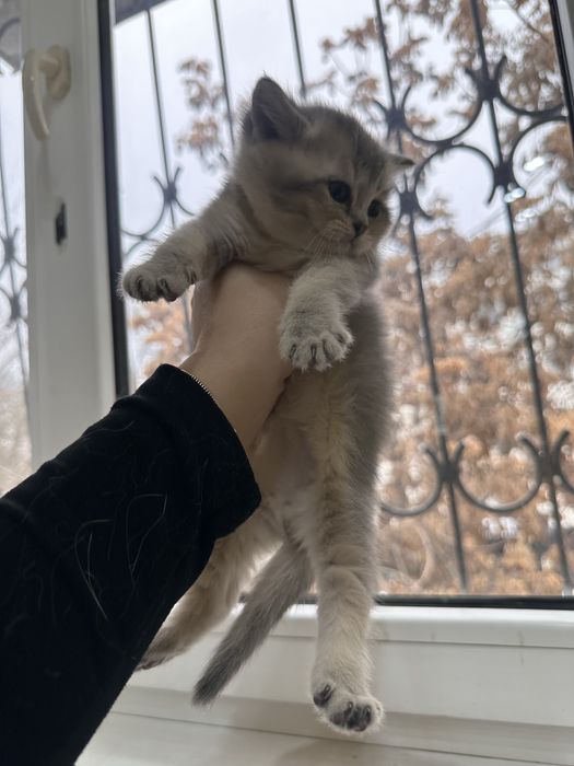 Бритиш страйт котята,мальчик и девочка.