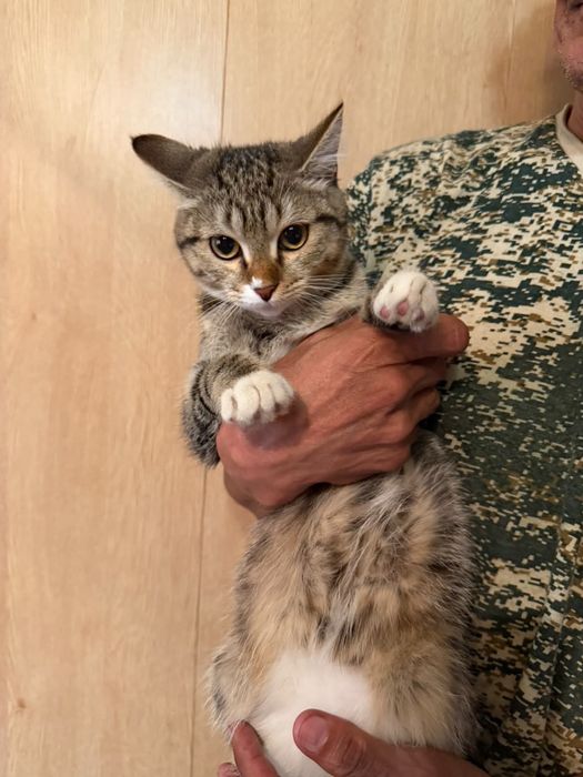 Отдам прикольную кошечку)