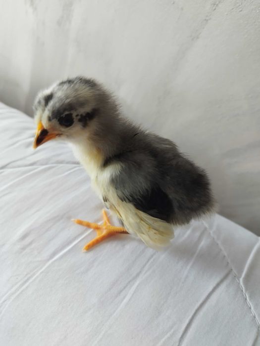 Pui găina rasă mixtă, austrolorp