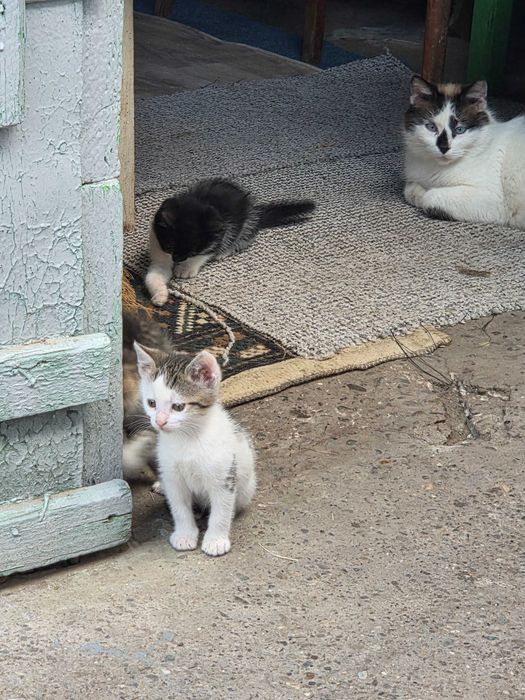 Ofer spre adoptie pui de pisică