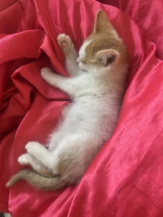 котенок ищет дом
