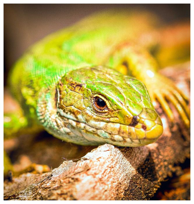 Макро обектив Sigma 105mm