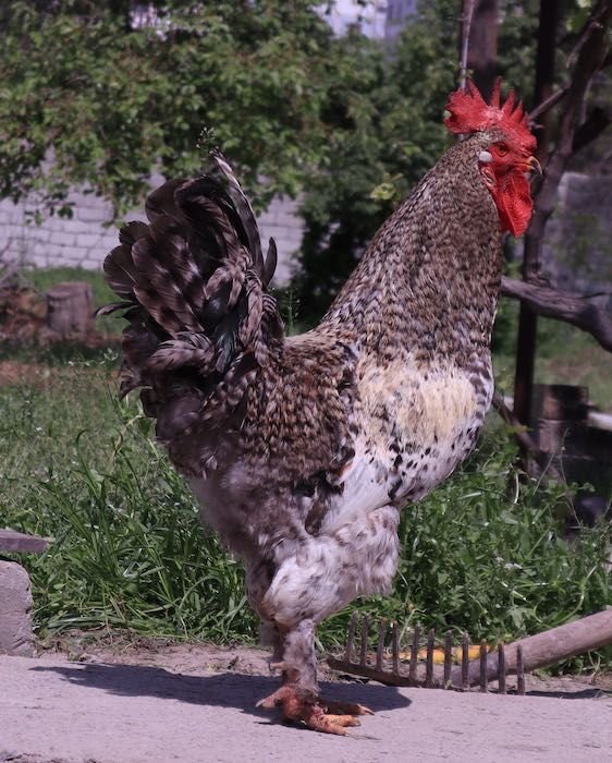 12 ta tovuq va bir xo'roz