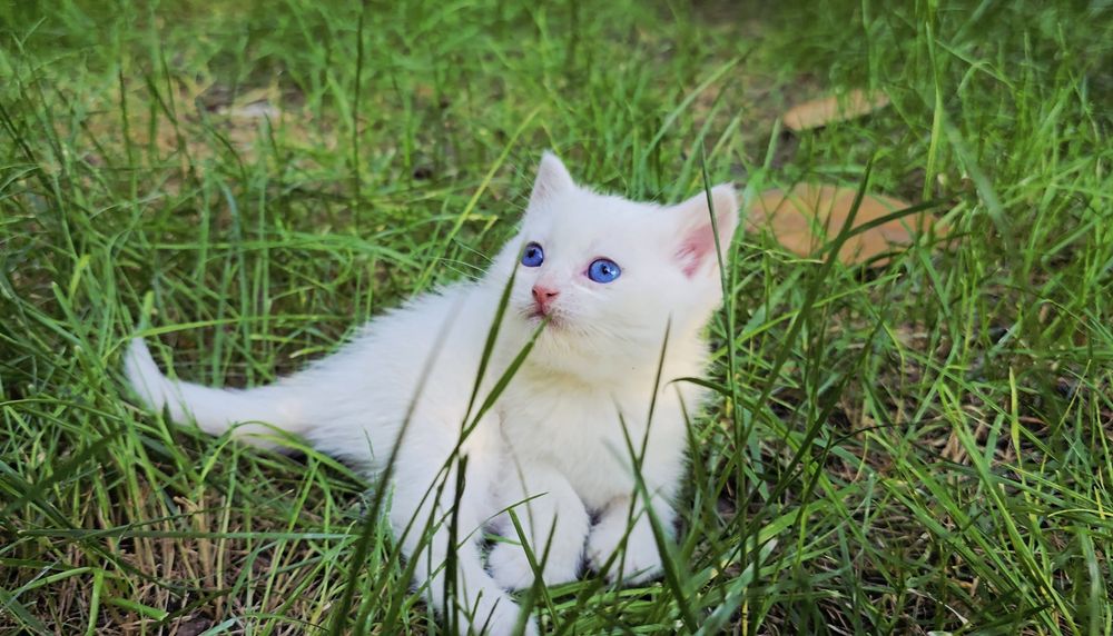 British Shorthair (Moviy ko‘z)
Qiz bola 

Sovg‘a bob.

Ovqatga o‘tgan.