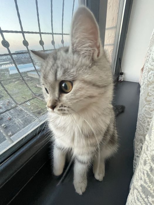 скоттиш шиншилла мушук сотилади