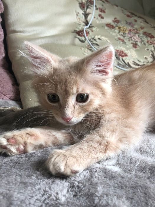Котенок породистый