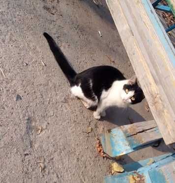 Кошка в хорошие руки