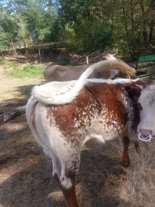 Vând vițea belga pe roșu