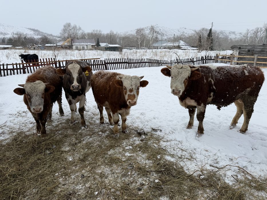 Продам бычков 1,5 годовалых