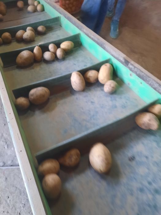 Cartofi de consum si samântă