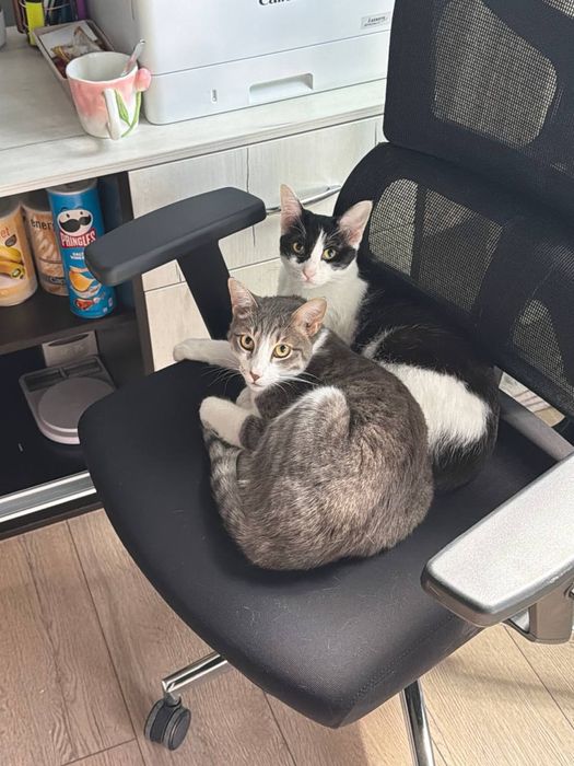Кошка девочка кастрат