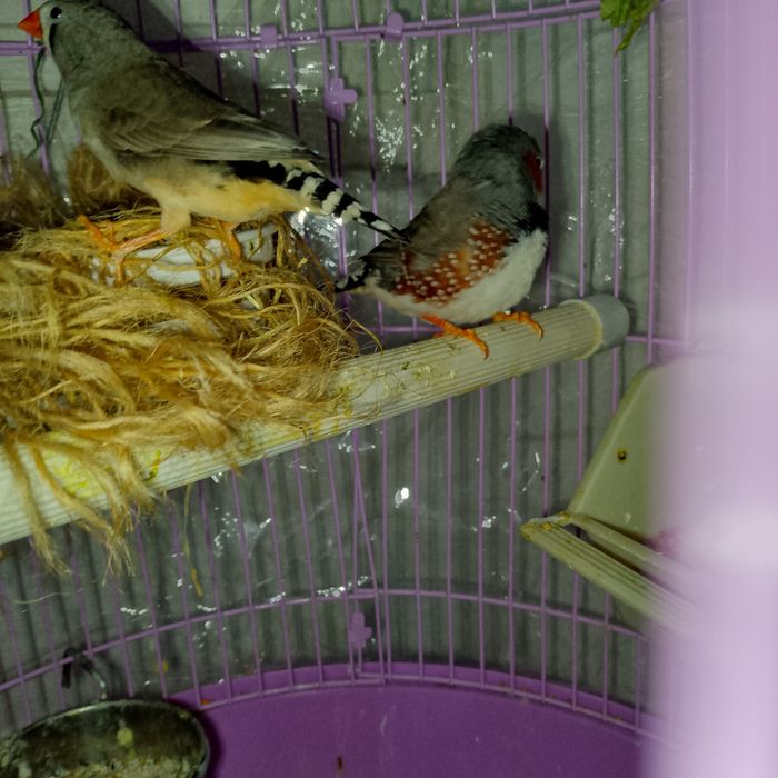 Vând zebre australiene