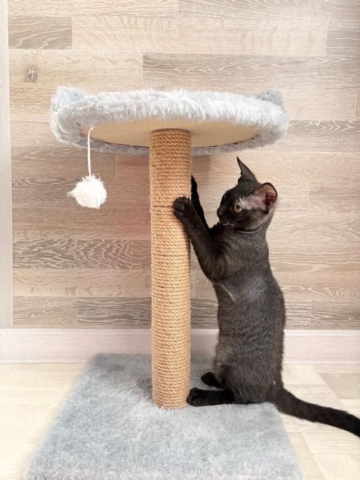 Котенок Сфинкс (браш)