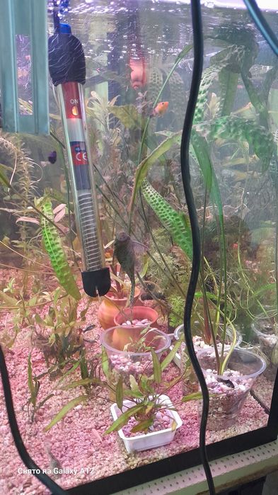 Аквариум отлари сотилади.