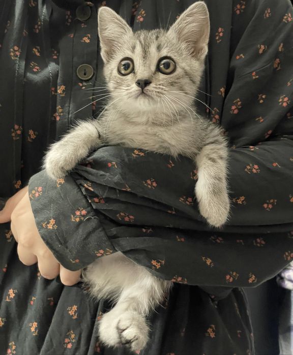 Котенок 2,3 месяца девочка