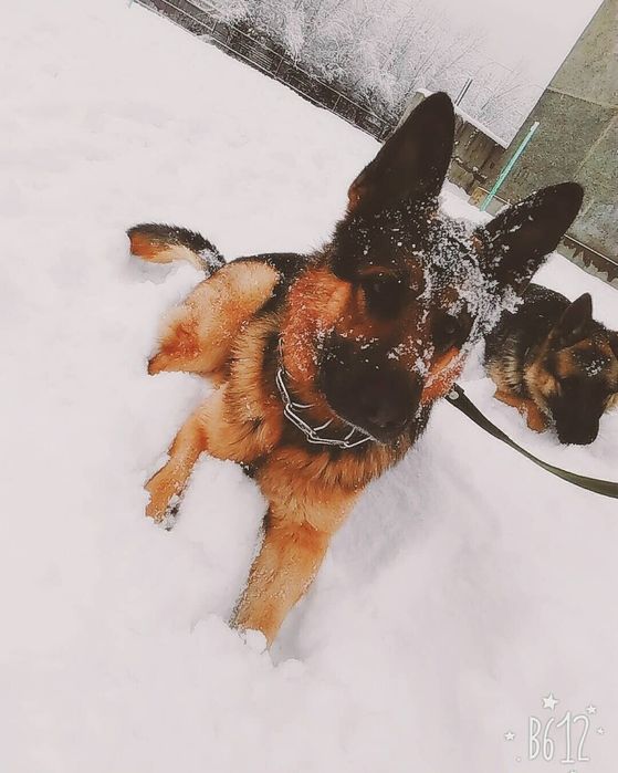 Немецкая овчарка, кобель