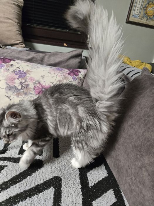 Мейн кун, Maine Coon, котета