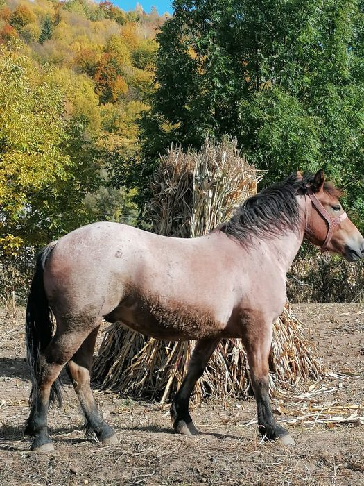 Cal   de   vânzare